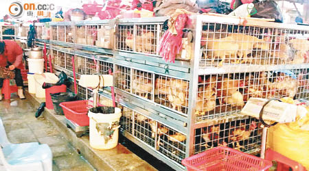 深圳市民於未來三周將無法購買活雞。