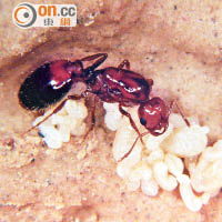 紅火蟻正式名稱為「入侵紅火蟻」，並非本地原有品種，○五年首次在港發現。