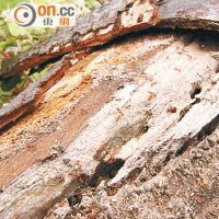 蟻丘隱藏在枯樹樹幹和樹根之中。