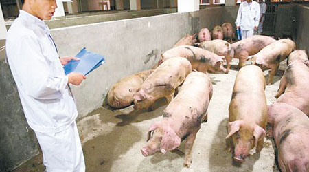 深圳唯一的活豬批發市場六月底前會關閉。（互聯網圖片）