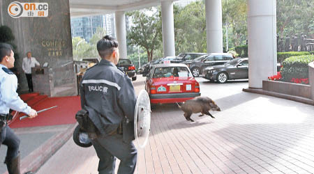 小野豬掠過酒店門口狂奔。（馬竟峯攝）
