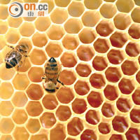 蜜蜂採蜜期間，有機會沾染植物及泥土上的肉毒桿菌。