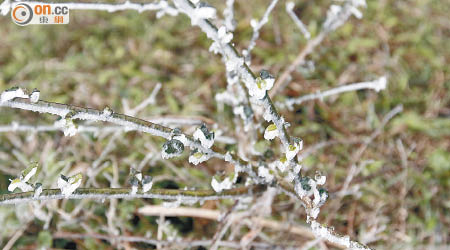 水氣凝結的冰晶在植物上形成霜。
