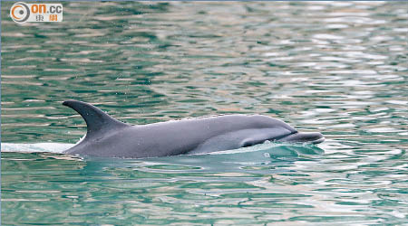 小海豚昨仍留在黃金海岸遊艇會碼頭內。（香港海洋公園保育基金提供）