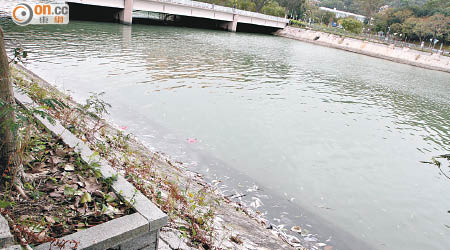 魚屍綿延河道邊。（袁懿康攝）