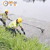 本港河流污染嚴重，工作人員常要打撈污染物。