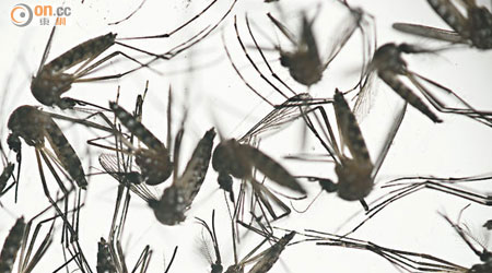 寨卡病毒可經由蚊子傳播人類。（資料圖片）