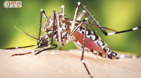 寨卡病毒主要經蚊叮傳給人類。