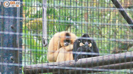 嚴寒下，紅臉黑猿相互依靠取暖。