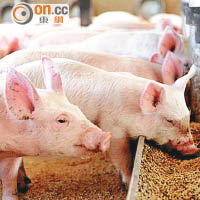 何栢良相信豬隻飼料使用抗生素，增加動物大腸桿菌呈抗藥反應。