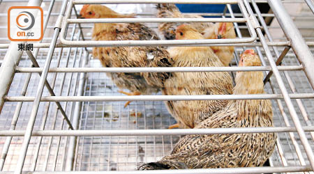 被盜的包括活雞在內的卅四隻活家禽。（黃永健攝）