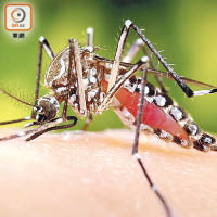 寨卡病毒屬蚊傳疾病。