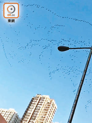 估計是鸕鶿的鳥群在屯門上空盤旋，場面壯觀。（facebook「屯門友」專頁）