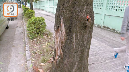 大埔工業邨 <br>有樹木受傷，樹皮脫落及出現蟲洞。
