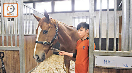 見習騎師訓練馬房內有十九匹已退役馬。（陳德賢攝）