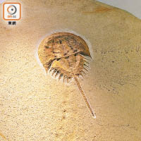 已絕種的馬蹄蟹化石。