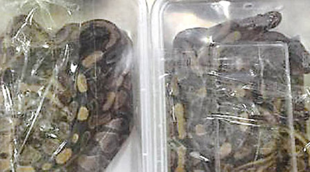 香港男子攜帶八十條野生蟒蛇，藏在塑膠透明飯盒中。（中新社圖片）