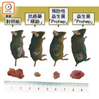 預先服益生菌可有效縮細肝腫瘤體積。由左至右為第一至第四組實驗老鼠體內肝腫瘤。