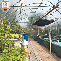 孫樹坤於大澳成立魚菜科學園，種植蔬果。