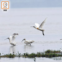 黑臉琵鷺於元朗新田及米埔附近出沒，生態受威脅。（資料圖片）