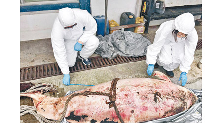 行動組人員檢查西灣河海面發現的鯨屍。（海洋公園保育基金鯨豚擱淺行動組提供）