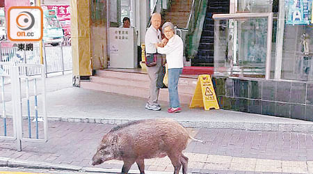 香港仔<BR>南寧街出現野豬行街，途人好奇觀看。（讀者羅小姐提供）