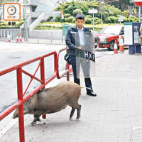 香港仔<BR>兩野豬在鬧市遊蕩。（吳建明攝）