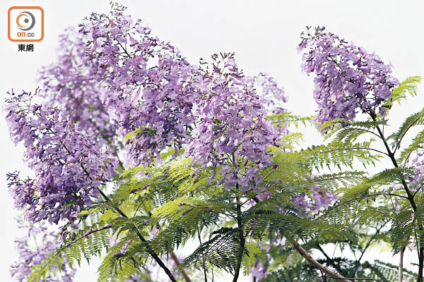 藍花楹綻放沙田觀賞熱點 東方日報