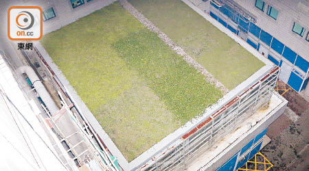 校方決定將移除學術樓（一）兩個實驗室天台上的草被。（林兆崙攝）