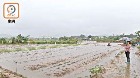 上水<BR>燕崗莧菜田水浸，損失慘重。（麥少峰攝）