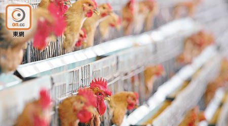 專家指今次在夏季檢測到禽流感病毒並不尋常。（資料圖片）