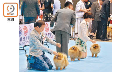 逾百隻名犬昨日參加「選美」大賽。