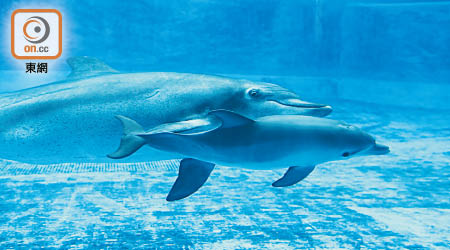 以往曾有樽鼻海豚在海洋公園出生及成長。（資料圖片）