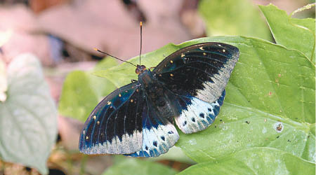 雄性的「小豹律蛺蝶」翅膀呈藍色。