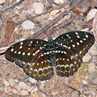 雌性「小豹律蛺蝶」翅膀呈啡色。（綠色力量提供）