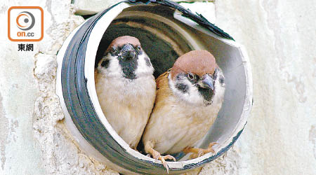 樹麻雀喜在排風口及管道築巢。（香港觀鳥會提供）