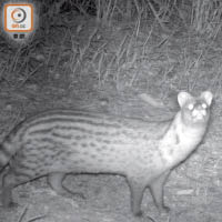WWF首次於紅樹林附近發現小靈貓蹤影。（世界自然基金會香港分會提供）