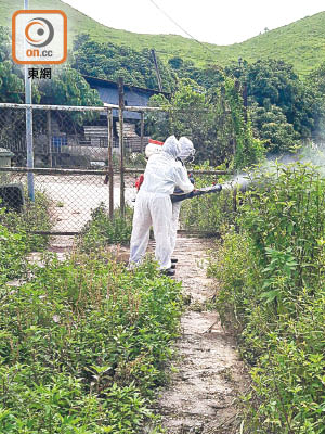 食環署人員到東風坳、竹園村及附近豬場滅蚊。（黃雄攝）