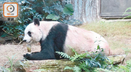 大熊貓「佳佳」本月踏入三十八歲，相當於人類一百一十四歲。