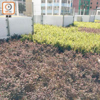 華廈邨公共空間設於天台，有綠化苗圃。