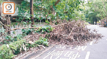 大埔有路段積聚大量枯萎枝葉，恐爆蚊患。（黃凱翎攝）