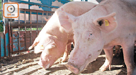 業界不排除涉事豬隻曾被掉包。（資料圖片）