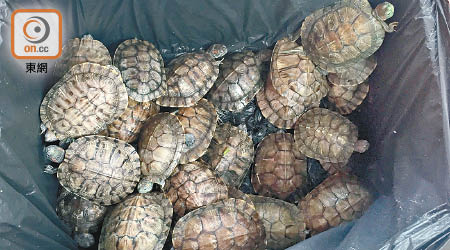 愛協合共救起二百四十五隻巴西龜。（愛護動物協會提供）