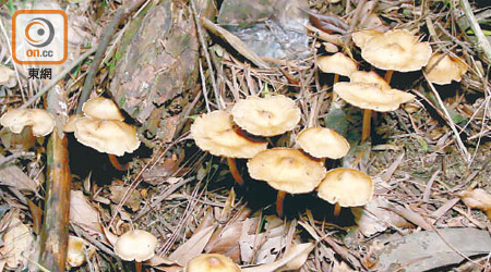 有毒的雲斑鵝膏呈啡黃及白色的形態時，貌似日常食用的秀珍菇。