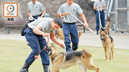 領犬員會和犬隻共同訓練十二周培養默契。