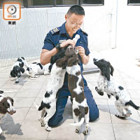 鄭樂怡在警衞犬隊接生近百犬隻。（袁志豪攝）