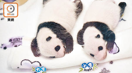澳門一對大熊貓寶寶的名字將於下月三日公布。（資料圖片）