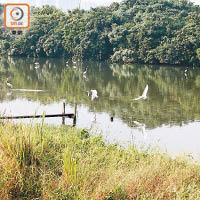 米埔自然保護區為候鳥歇息地，每年吸引不少人慕名觀鳥。