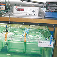 研究團隊把氮氣打入海水，模擬海水缺氧的情況。（教大提供）