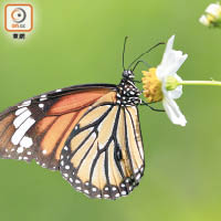 虎斑蝶身上長有類似虎斑的花紋。（資料圖片）